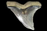 Hemipristis Shark Tooth Fossil - Virginia #96549-1